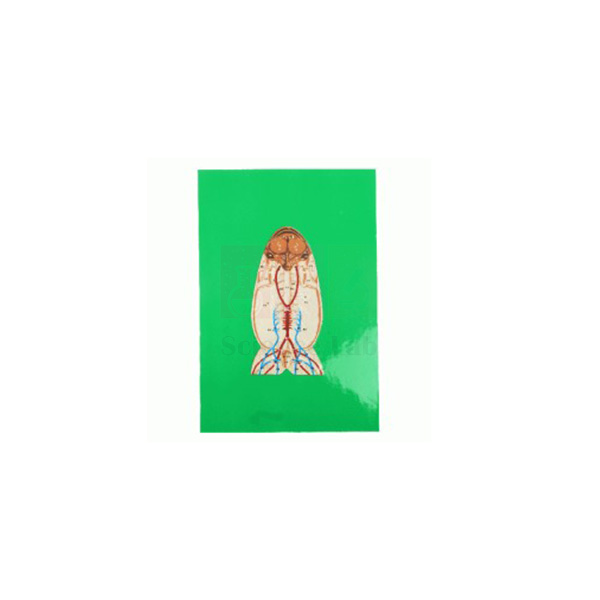 Mi-Own Frog Model